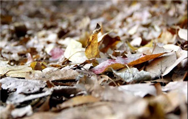 ��������ʱ(��ҳ)�������ǲ�!